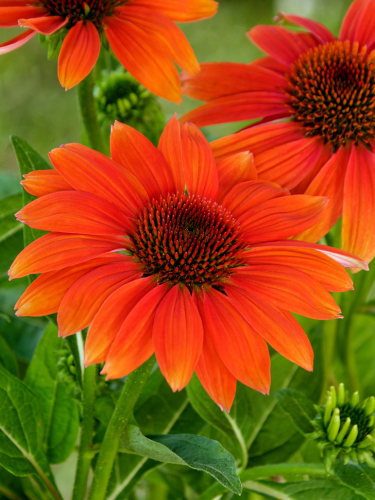 Эхинацея Prairie Blaze Orange Sunset