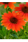 Ехінацея Prairie Blaze Orange Sunset