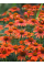 Ехінацея Prairie Blaze Orange Sunset
