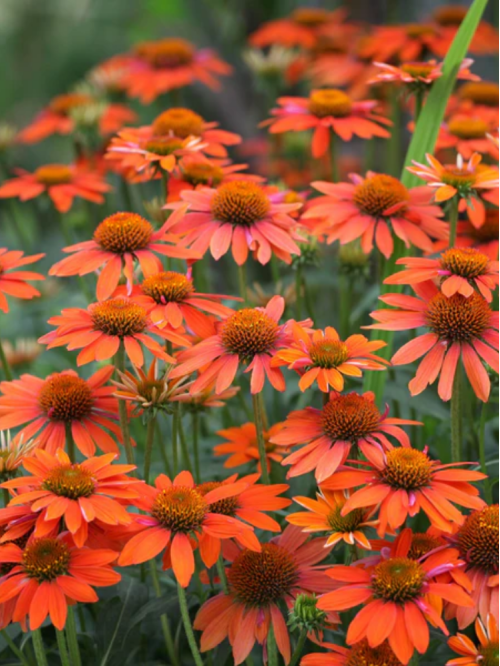 Ехінацея Prairie Blaze Orange Sunset
