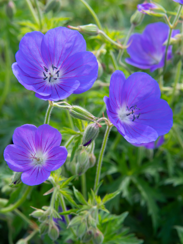 Герань Kashmir Blue