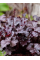 Гейхера "Palace Purple" (кореневище) 1 шт в упаковці
