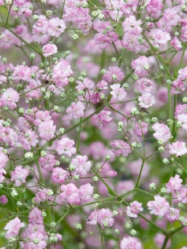 Гипсофила Pink Festival
