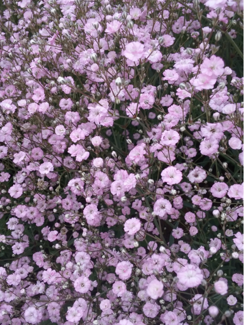 Гіпсофіла Pink Festival