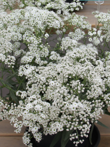 Гіпсофіла White Festival