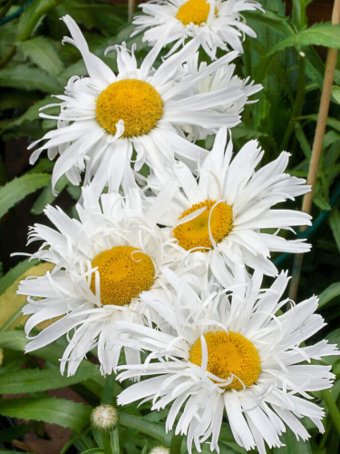 Королиця Crazy Daisy