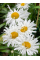 Королиця Crazy Daisy