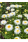 Королиця Crazy Daisy