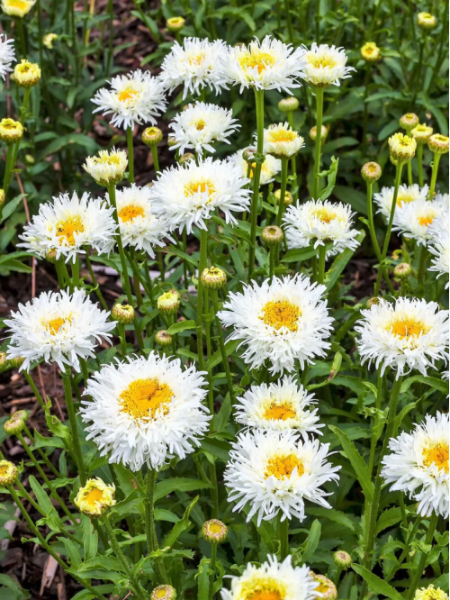 Королиця Crazy Daisy