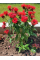 Монарда "Cambridge Scarlet" (кореневище) 1 шт в упаковці