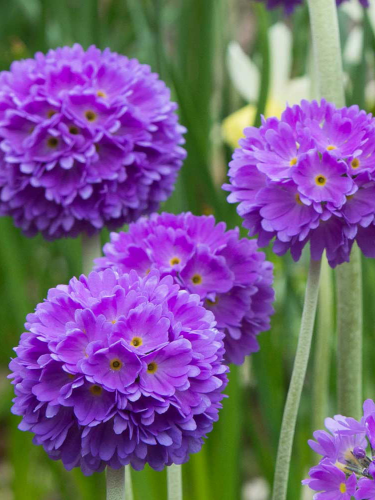 Примула denticulata Blue