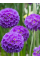 Примула "denticulata Blue" (кореневище) 1 шт в упаковці