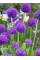 Примула "denticulata Blue" (кореневище) 1 шт в упаковці