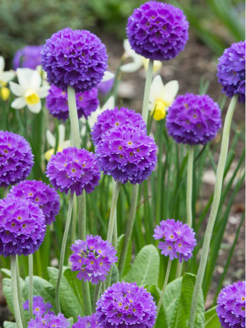 Примула "denticulata Blue" (кореневище) 1 шт в упаковці