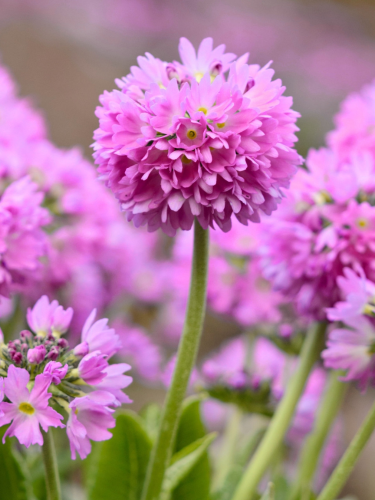 Примула denticulata Pink
