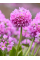 Примула "denticulata Pink" (кореневище) 1 шт в упаковці