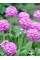 Примула denticulata Pink (саженец в горшке Р9) 1 шт. в упаковке