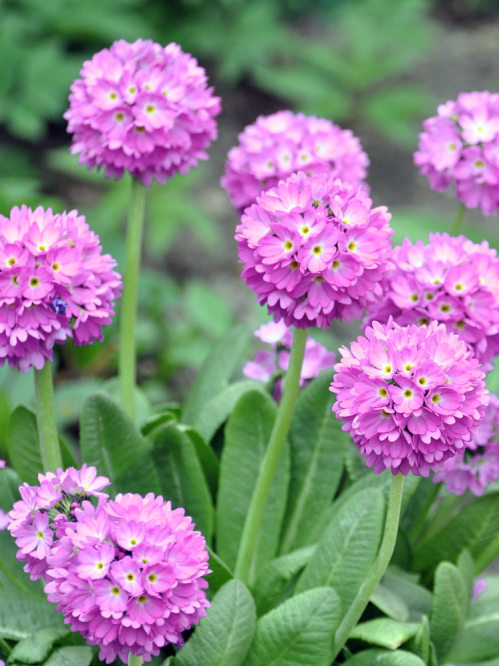 Примула denticulata Pink (саженец в горшке Р9) 1 шт. в упаковке