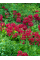 Примула denticulata Red (саженец в горшке Р9) 1 шт. в упаковке