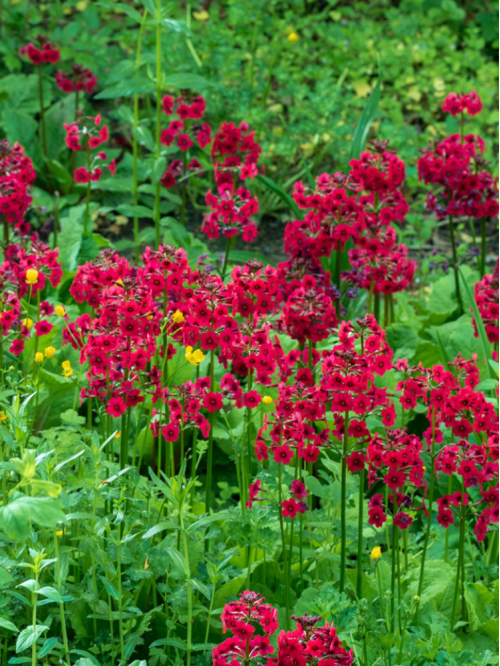 Примула denticulata Red (саженец в горшке Р9) 1 шт. в упаковке