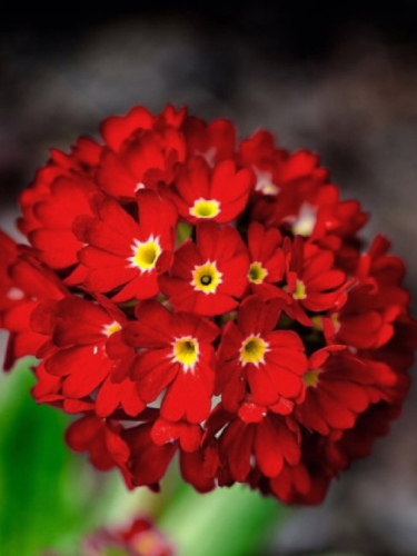 Примула denticulata Red