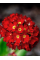Примула denticulata Red (саженец в горшке Р9) 1 шт. в упаковке