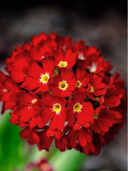 Примула denticulata Red (саженец в горшке Р9) 1 шт. в упаковке