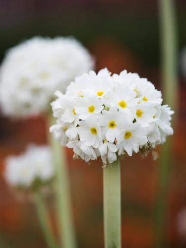 Примула denticulata White
