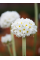 Примула denticulata White (саженец в горшке Р9) 1 шт. в упаковке
