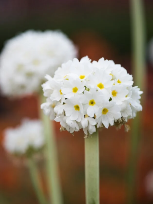 Примула denticulata White (саженец в горшке Р9) 1 шт. в упаковке