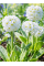Примула denticulata White (саженец в горшке Р9) 1 шт. в упаковке