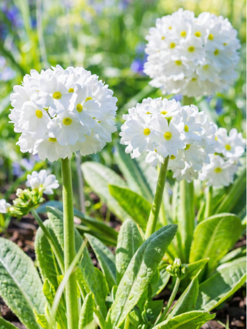 Примула denticulata White (саженец в горшке Р9) 1 шт. в упаковке