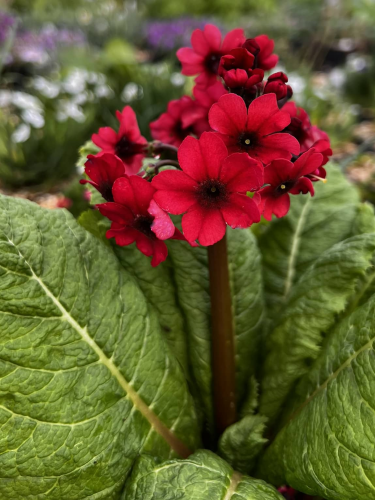 Примула japonica Millers Crimson
