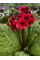 Примула japonica Millers Crimson (саженец в горшке Р9) 1 шт. в упаковке