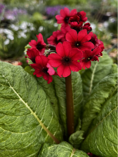 Примула japonica Millers Crimson (саженец в горшке Р9) 1 шт. в упаковке