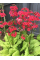 Примула japonica Millers Crimson (саженец в горшке Р9) 1 шт. в упаковке
