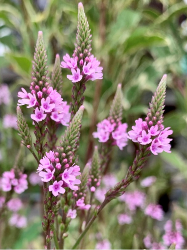Вербена Pink Spires