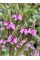 Вербена "Pink Spires" (кореневище) 1 шт в упаковці