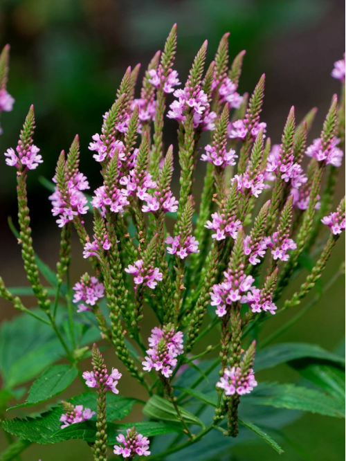 Вербена "Pink Spires" (кореневище) 1 шт в упаковці