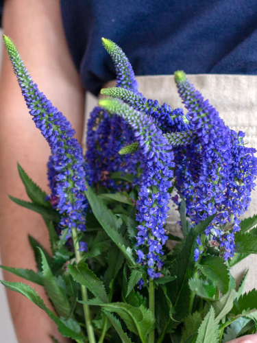Вероніка Blue Indigo