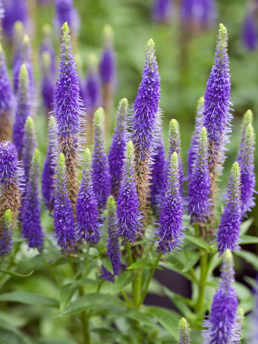 Вероніка Ulster Dwarf Blue