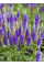 Вероніка Ulster Dwarf Blue