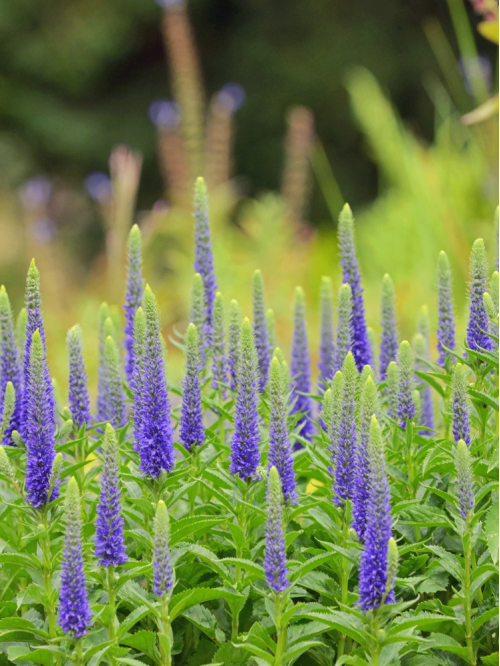 Вероніка Ulster Dwarf Blue