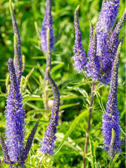Вероніка Ulster Dwarf Blue