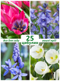 Мікс квітів Стожари (25 шт. в упаковці)