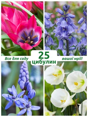 Мікс квітів Стожари (25 шт. в упаковці)