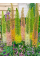 Еремурус Shelford Hybriden