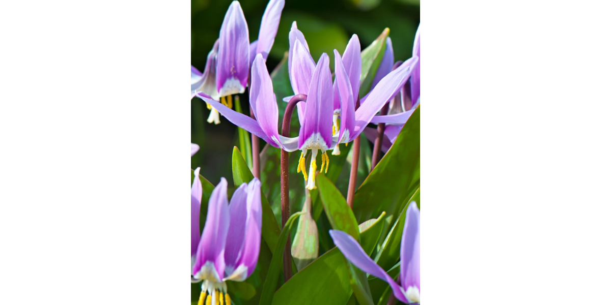 Еритроній Lilac Wonder