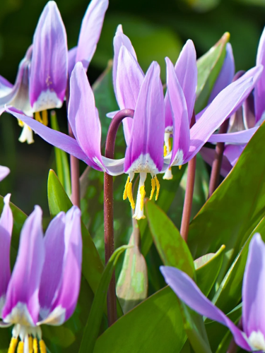 Еритроній Lilac Wonder