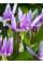 Эритроний Lilac Wonder